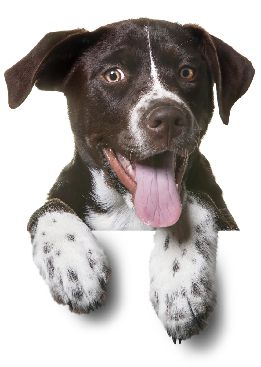 A happy black and white dog with its paws stretched forward