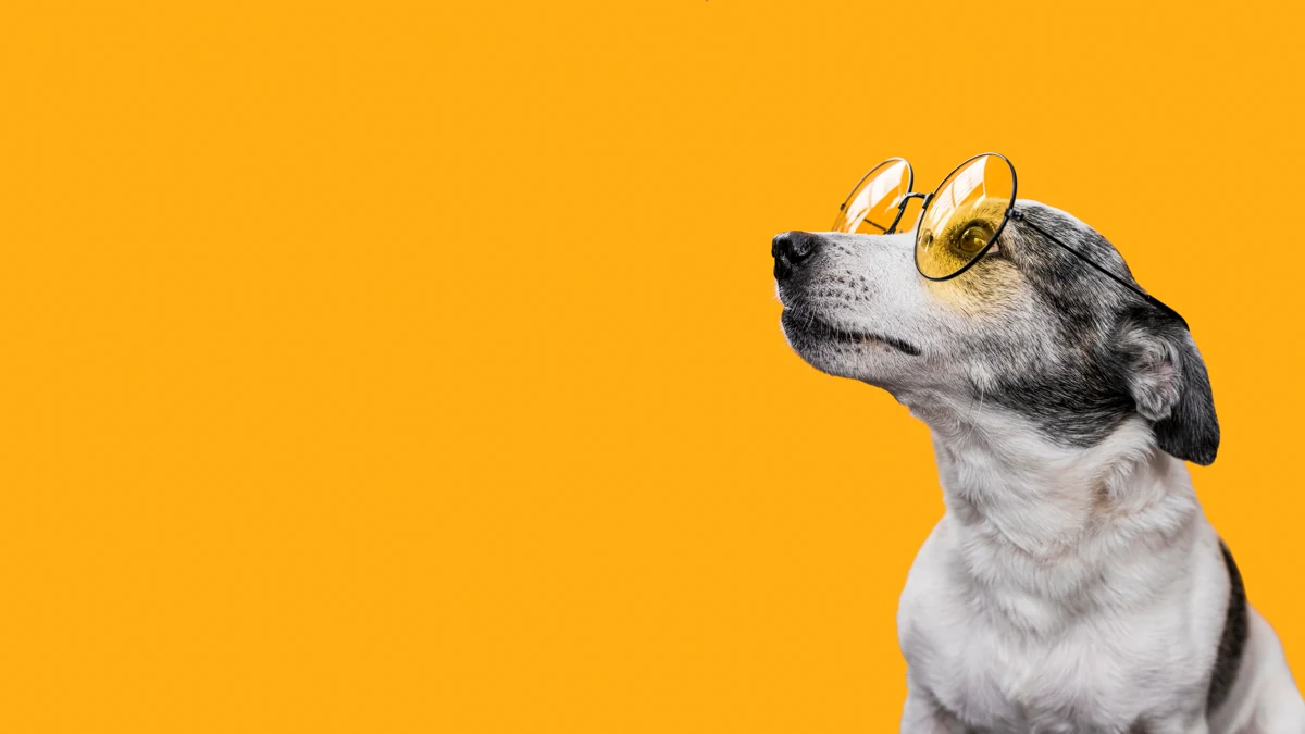 A dog in yellow glasses enjoying the sunshine